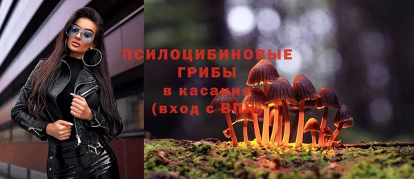 PSILOCYBIN Богородицк